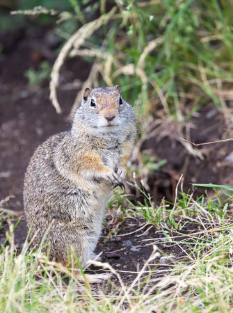 A Uinta Ground Squirrel.