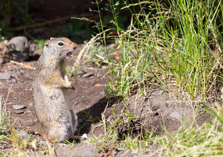 A Uinta Ground Squirrel chitters to alert others to danger.