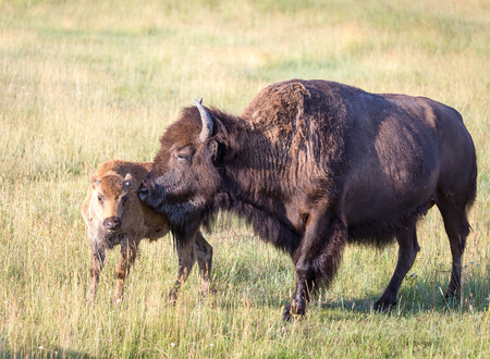 A cow bison nuzzles her baby.の写真素材