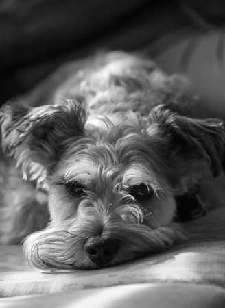 A miniature schnauzer relaxes on a couch.
