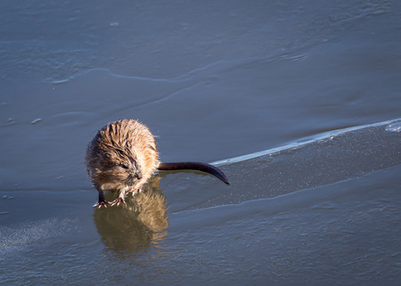 A muskrat stands on ice.の写真素材