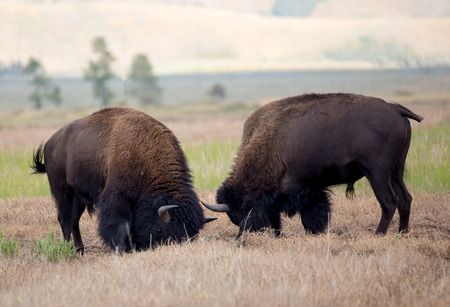 Two bison fighting during the rut.
