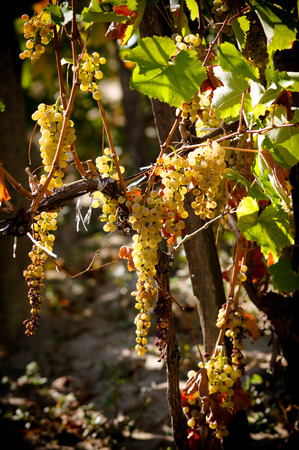Ripe clusters of white grapes on grapevine bush, before autumn harvest の写真素材