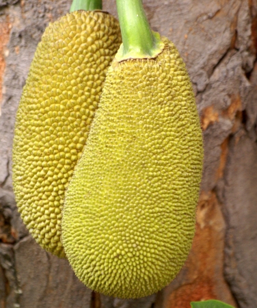 Artocarpus heterophyllus, jackfruit, evergreen tree of humid tropics, with thick leathery leaves,...