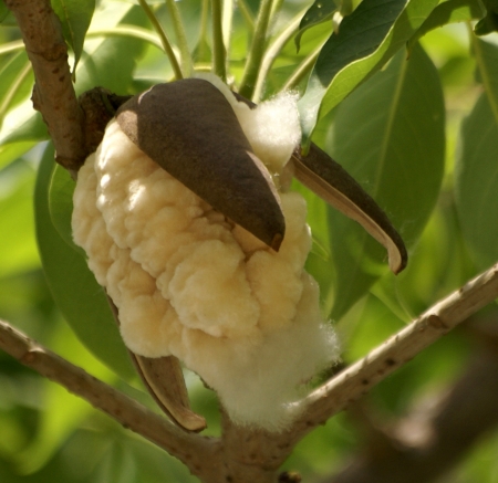 Bombax ceiba, Red silk cotton tree, a deciduous tree with spiny trunk; Leaves are palmate compound with 3-7 leaflets  Flowers solitary, red with numerous stamens  Fruit a capsule up to 15 cm long, filled with seeds and wool used for stuffing          の写真素材
