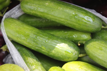 Persian cucumber, Cucumis sativus, burpless thin skinned cucumber with bumpy skin, consumed without removing skin の写真素材