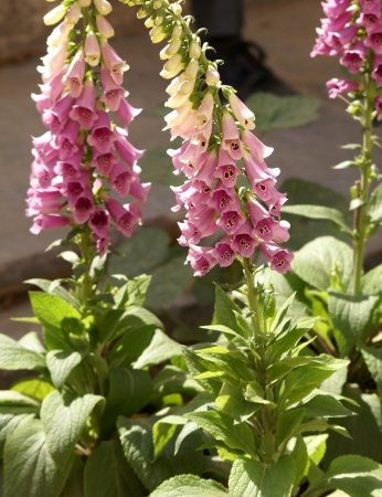 Digitalis, foxglow, Digitalis purpurea, cultivated ornamental herb with lanceolate leaves, drooping somewhat bell-shaped irregular flowers in long racemes  Source of important drug digitalis                     の写真素材