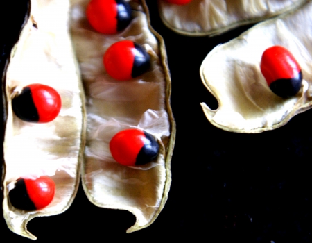 Indian licirice, crab s eye, Abrus precatorius, vine with pinnate leaves producing fruits with bicolored seeds, scarlet with black base, used in rosaries and weights                    の写真素材