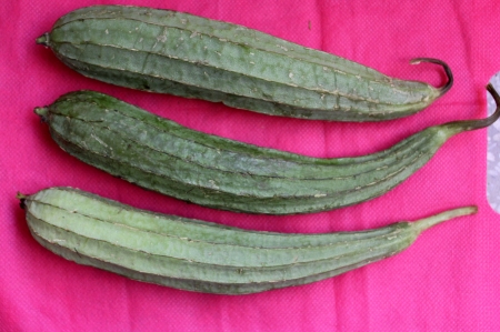 Chinese okra, angled loofah, ribbed gourd, ribbed loofah, Luffa acutangula, fruit with 10 sharp angles, used a vegetableの写真素材