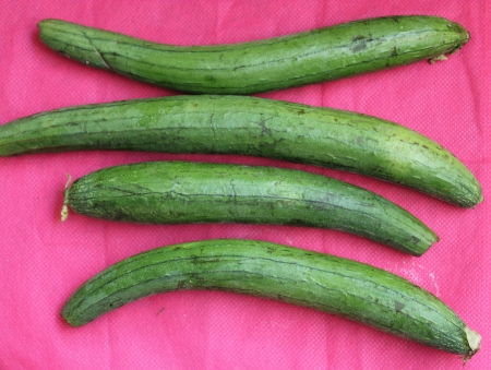 Smooth loofah, sponge gourd, vegetable sponge, ghia tori, Luffa aegyptiaca, fruit vegetable, with cylindical fruit, smooth surface and used as vegetable. の写真素材