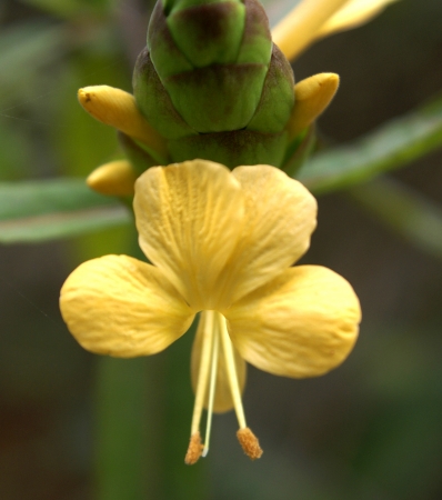 Barleria lupulina, an ornamental shrub with opposite lanceolate leaves and yellow flowers in spikes with large compact bracts.                    の写真素材