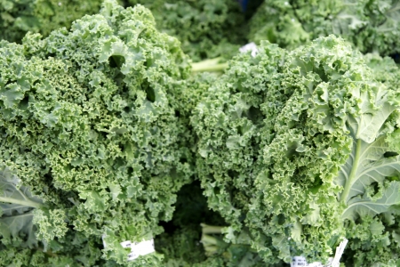 Curly leaf kale, Brassica oleracea var. sabellica, cultivar with curly leaves, suitable for salads and cooked vegetable.の写真素材