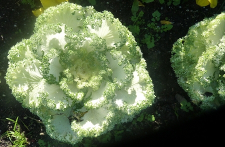 ornamental kale, Brassica oleracea var. sabellica, cultivar with beautifully patterned leaves, suitable for decoration in pots and bed edges.の写真素材