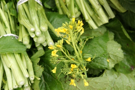 Rapini, Brassica rapa, leaves as well young flowers are used as vegetable  It has nutty pungent flavor の写真素材