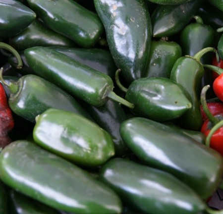 Jalapeno pepper, Capsicum annuum, Mexican pepper, dark green in colour, turning red when ripe, picked green and used in various cuisines  May be mild to hot の写真素材