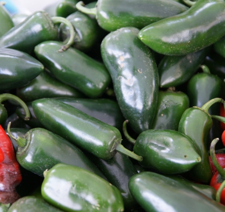 Jalapeno pepper, Capsicum annuum, Mexican pepper, dark green in colour, turning red when ripe, picked green and used in various cuisines  May be mild to hot の写真素材