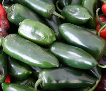 Jalapeno pepper, Capsicum annuum, Mexican pepper, dark green in colour, turning red when ripe, picked green and used in various cuisines  May be mild to hot の写真素材