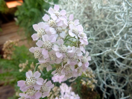 Achillea millefolium Tutti Frutti  Wonderful Wampee , perennial herb with finely dissected silvery leaves and white flower-heads in paniculate cymes の写真素材