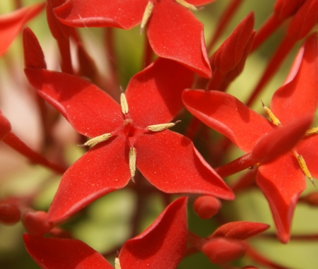 Ixora casei, evergreen shrub or short tree with ovate-lanceolate, shortly ptiolate leaves and scarlet flowers in flat-topped inflorescence, petals acuminate.               の写真素材