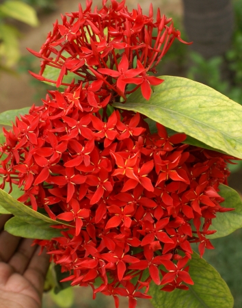 Ixora casei, evergreen shrub or short tree with ovate-lanceolate, shortly ptiolate leaves and scarlet flowers in flat-topped inflorescence, petals acuminate.                                 の写真素材