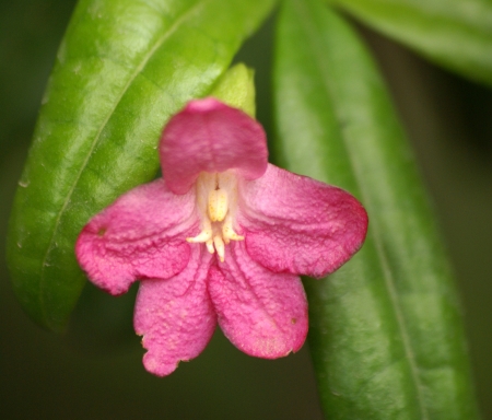 Pink limonia, Ravenia spectabilis, a shrub with compound leaf with three leaflets and pink flowers の写真素材