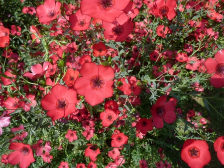 Ornamental flax, flowering flax, Linum grandiflorum, an erect annual herb with ovate-lanceolate leaves and 4 cm across red flowers.の写真素材