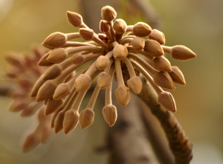Mahua, Madhuca longifolia (syn: Madhuca indica) tree producing edible flowers also used for making alcoholic drink.                   の写真素材