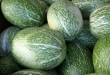 Chilacayota, shark-fin melon, Malabar gourd, Cucurbita ficifolia, with large oblong to spherical fruits having green skin with irregular white stripes  The flesh is white with black seeds の写真素材