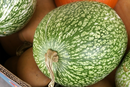 Chilacayota, shark-fin melon, Malabar gourd, Cucurbita ficifolia, with large oblong to spherical fruits having green skin with irregular white stripes  The flesh is white with black seeds の写真素材