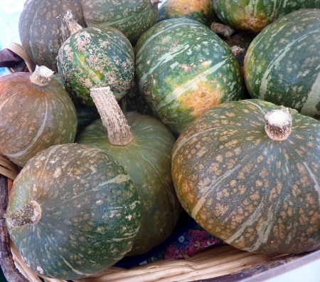 Kabocha squash, Cucurbita maxima, Japanese squash with hard dull green skin with white patches and intense orange colored flesh  It is mostly roasted and tastes like roasted chestnuts の写真素材