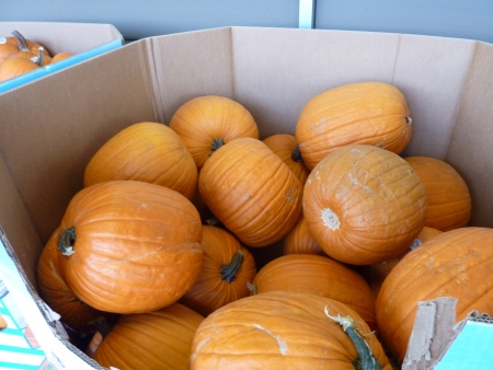 Pumpkin, Cucurbita pepo, medium sized globose slightly grooved fruits with orange skin and deep orange flesh, suitable for carving and cooking の写真素材