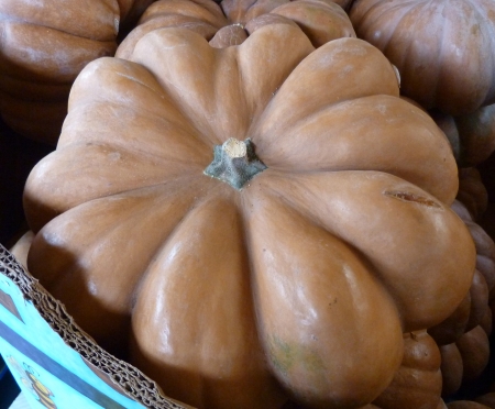 Fairytale pumpkin, Cucurbita moschata, a French variety also known as Musque De Provence has large deeply lobed and depressed fruits with mahogany to tan skin and mahogany orange flesh, suitable for roasting の写真素材