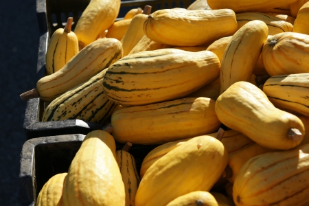 Delicata squash, Cucurbita pepo, oblong to cylindrical small fruits with yellow skin and dark green stripes  The flesh is orange and sweet with delicate flavor  の写真素材