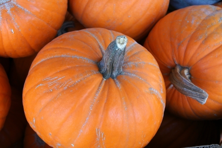 Pumpkin, Cucurbita pepo, a globose large sized pumpkin with orange grooved skin and deep orange flesh most suited for carving の写真素材