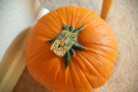 Pumpkin, Cucurbita pepo, a globose large sized pumpkin with orange grooved skin and deep orange flesh most suited for carving の写真素材
