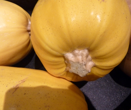 Spagheti squash, Cucurbita pepo, yellow smooth fruit, yellow flesh separates into translucent fibers when cooked, hence  the name noodle squash の写真素材