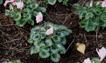 pink flowerの写真素材