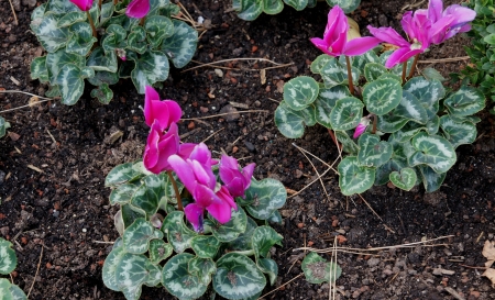pink flowerの写真素材