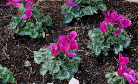 pink flowerの写真素材