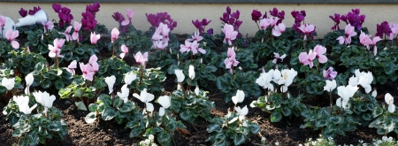 flowerの写真素材