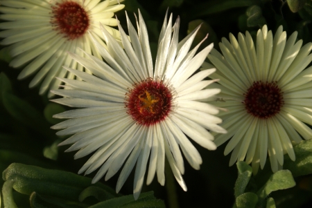 Livingstone daisy, Dorotheanthus bellidiformis   syn  Mesembryanthemum bellidiforme, Mesembryanthemum criniflorum , an ornamental herb with rough papillate leaves and up to 4 cm across flowers in various colors                  の写真素材
