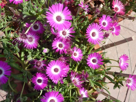 Livingstone daisy, Dorotheanthus bellidiformis   syn  Mesembryanthemum bellidiforme, Mesembryanthemum criniflorum , an ornamental herb with rough papillate leaves and up to 4 cm across flowers in various colors                  の写真素材