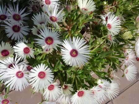 Livingstone daisy, Dorotheanthus bellidiformis   syn  Mesembryanthemum bellidiforme, Mesembryanthemum criniflorum , an ornamental herb with rough papillate leaves and up to 4 cm across flowers in various colors                  の写真素材