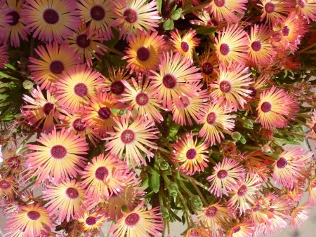 Livingstone daisy, Dorotheanthus bellidiformis   syn  Mesembryanthemum bellidiforme, Mesembryanthemum criniflorum , an ornamental herb with rough papillate leaves and up to 4 cm across flowers in various colors                  の写真素材