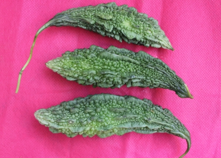 Bitter gourd,  Bitter melon, bitter cucumber, Momordica charantia, commonly used as vegetable, mostly fried or stuffed の写真素材