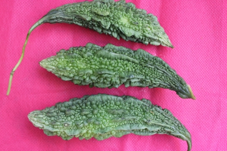 Bitter gourd,  Bitter melon, bitter cucumber, Momordica charantia, commonly used as vegetable, mostly fried or stuffed の写真素材