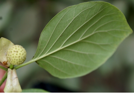 Mitragyna parvifolia, a deciduous tree with oblong to ovate leaves and small flowers in globose heads, with long style and head-like stigma, fruit turning dry when mature                              の写真素材