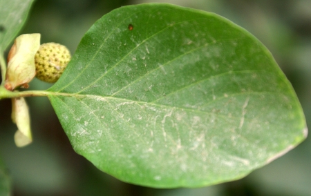 Mitragyna parvifolia, a deciduous tree with oblong to ovate leaves and small flowers in globose heads, with long style and head-like stigma, fruit turning dry when mature                   の写真素材