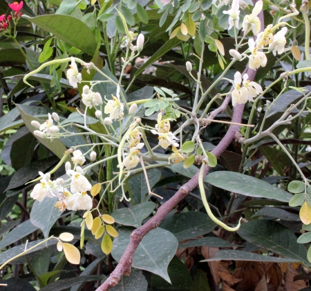 Drumstick tree, horseradish tree, Moringa oleifera  syn  M  pterygospera , deciduous tree with 2-pinnate to 3-pinnate leaves and white fragrant flowers in panicles and long pendulous stick-like fruits  の写真素材