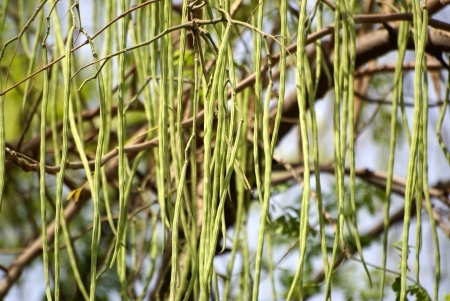 Drumstick tree, horseradish tree, Moringa oleifera  syn  M  pterygospera , deciduous tree with 2-pinnate to 3-pinnate leaves and white fragrant flowers in panicles and long pendulous stick-like fruits  の写真素材